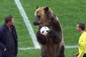 Video: Giật mình xem chú gấu to hơn người xuất hiện giữa sân bóng đá