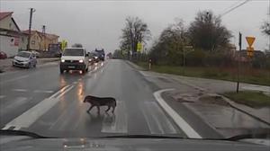 Video: Chú chó chấp hành luật giao thông khiến mọi người kinh ngạc