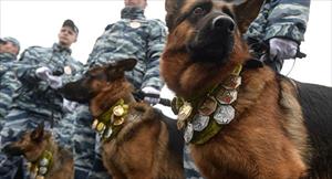 Nếu cần thiết - chúng sẵn sàng hy sinh: về những chú chó nghiệp vụ của Bộ Nội vụ Nga