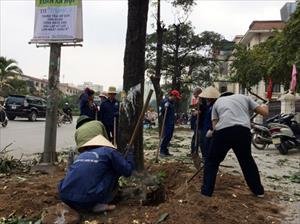 Vụ chặt cây xanh Hà Nội: Đề nghị cách chức, giáng chức 3 cán bộ