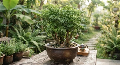 5 lý do các gia đình giàu có rất thích trồng cây Đinh Lăng trong nhà