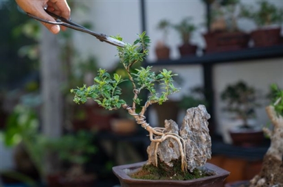 6 loại cây hút cạn may mắn, chớ nên đặt trong nhà