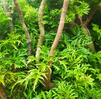 Tại sao nhiều người thích trồng đinh lăng trong nhà?