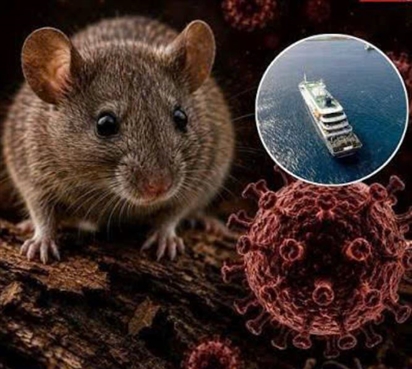 Điều gì khiến Hantavirus trở thành mối lo y tế dù ít gặp?