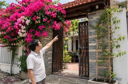 Cách trồng hoa giấy nhanh nảy mầm, hoa nở thành chùm