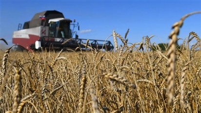 Lần đầu tiên một trong những tỉnh của Nga xuất khẩu lúa mì sang Việt Nam