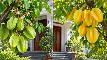 Trồng cây khế trước nhà: Nên chọn giống khế chua hay ngọt để vừa đẹp vừa hợp phong thủy?