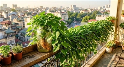 Chỉ cần đặt một củ khoai lang vào cốc nước, sau 10 ngày dây leo xanh mướt phủ kín ban công