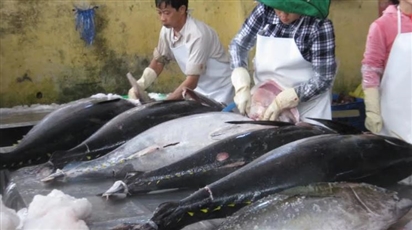 Cá ngừ Việt Nam hút khách Nga, xuất khẩu đầu năm khởi sắc