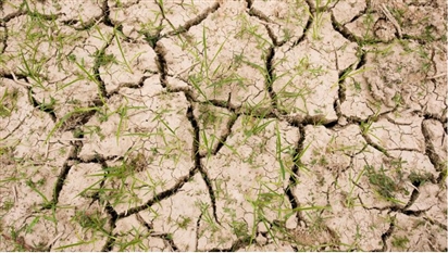 Báo động El Niño mạnh chưa từng thấy: Xuất khẩu gạo Việt Nam đối mặt kịch bản nào năm 2027?