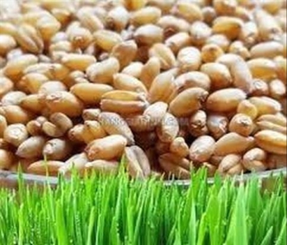 Nguồn cung lúa mì năm 2025/26 dự báo đạt 837,8 triệu tấn, gây áp lực lên giá toàn cầu