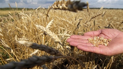 Nga thu hoạch được 140 triệu tấn ngũ cốc vào cuối năm 2025