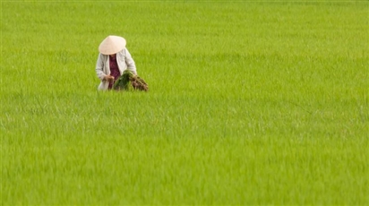 Việt Nam đề xuất trồng lúa tại Nga, thúc đẩy hợp tác nông nghiệp song phương