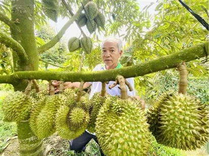 Tin vui: Sầu riêng Việt Nam đã được xuất sang thị trường Ấn Độ