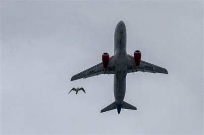 Động cơ PD-8 cho máy bay thương mại Nga vẫn sống sót sau khi va chạm với 'đàn chim'