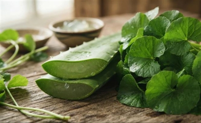 Nên chọn nha đam hay rau má để phục hồi làn da tổn thương