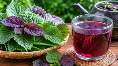 Nên ăn lá tía tô sống hay nấu tía tô uống nước tốt hơn?