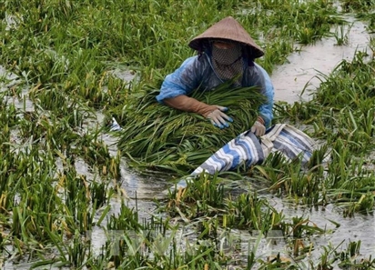 Hà Nội: Sông Tích vượt báo động III, nhiều khu vực Kiều Phú ngập