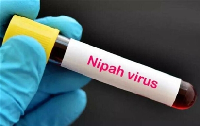 Bộ Y tế thông tin về dịch bệnh do virus Nipah và các biện pháp phòng chống