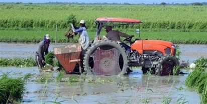 Lúa cao gần 1,8m: Việt Nam đã biến tuyệt vọng đến cảnh tượng hồi sinh chưa từng thấy ở Cuba