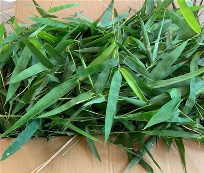 Thực hư về công dụng 'giải độc vaccine' của lá tre gai