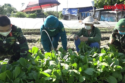 Video: Bộ đội ra đồng, xắn tay giúp nông dân Hà Nội thu hoạch, tiêu thụ hoa màu