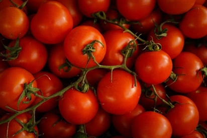 Nhật Bản bán cà chua chỉnh sửa gen giúp giảm căng thẳng và sợ hãi