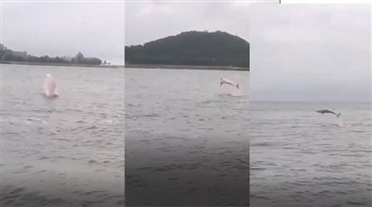 Clip: Mãn nhãn màn nhào lộn của cá heo hồng trên biển Hải Phòng