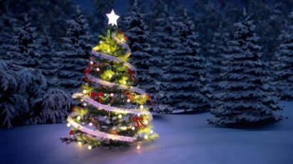 Vì sao người ta chỉ trang trí Noel bằng cây thông?