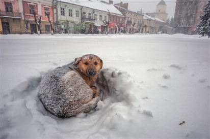 Cô bé 10 tuổi người Nga sống sót sau bão tuyết lạnh giá ngoài trời nhờ ôm chó hoang
