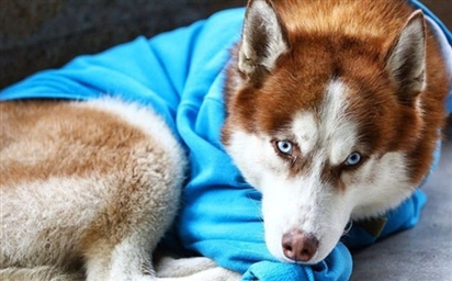 Câu chuyện về chú chó Hachiko của nước Nga: Chờ đợi người chủ tan làm mỗi ngày để về cùng nhau