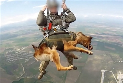 Xem chó nghiệp vụ Nga nhảy dù từ độ cao 4km