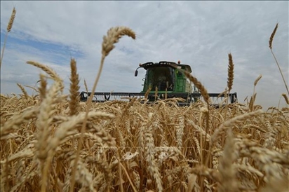 Xuất khẩu lúa mì từ Crimea sang Syria tăng gấp 17 lần bất chấp xung đột Nga - Ukraine