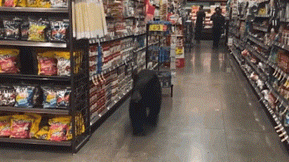 Video: Gấu đen ''hạ sơn'', thản nhiên vào siêu thị đi dạo