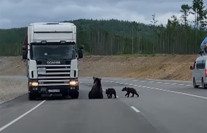 Gấu mẹ dẫn con ra đường cao tốc xin ăn ở Nga