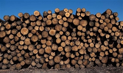 Châu Âu: Nạn trộm cắp gỗ gia tăng do giá năng lượng lên cao