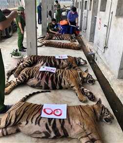 Sau khi ''giải cứu'' 17 con hổ trong nhà dân ở Nghệ An thì 8 con đã chết