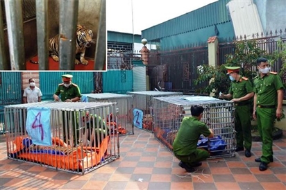Ai chi trả 600 triệu/tháng để nuôi 9 con hổ ở Nghệ An?