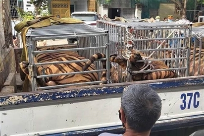 Cần làm rõ trách nhiệm quản lý trong vụ dân nuôi trái phép 17 con hổ