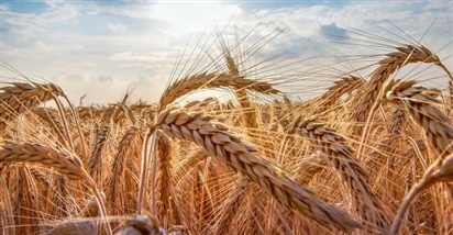 Căng thẳng Nga - Ukraine đẩy giá lúa mì tăng vọt