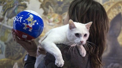 Những chú mèo canh giữ báu vật nước Nga