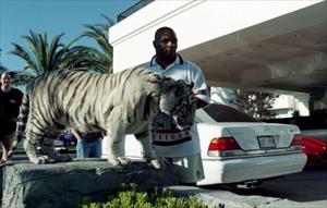 Mike Tyson nuôi hổ dữ 250kg: Choáng váng chi phí 53 tỷ đồng cho thú cưng