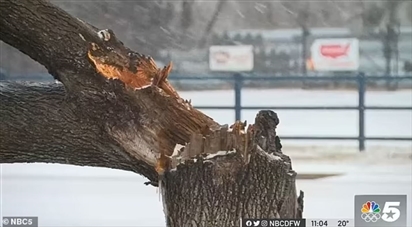 Trời cực lạnh ở Mỹ khiến cây cối 'nổ tung' như bị súng bắn