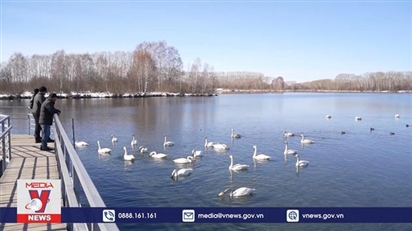 Cảnh sắc nên thơ tại hồ thiên nga ở Nga