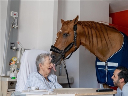 Chú ngựa ''bác sĩ'' có ''phép màu'' giúp bệnh nhân hết đau đớn và hạnh phúc hơn