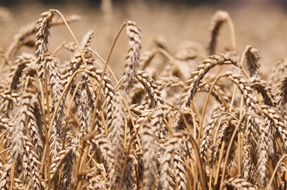Chuyên gia cho rằng thỏa thuận ngũ cốc không có lợi cho Nga