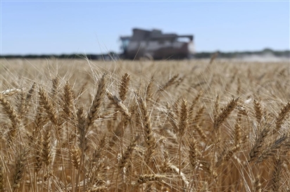 Thỏa thuận ngũ cốc: Nga ''dọn đường'' đưa lúa mì ra thế giới, trụ cột kinh tế Mocow được bảo vệ