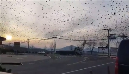 Dân mạng Hàn Quốc xôn xao trước hình ảnh đàn quạ đen bay kín trời