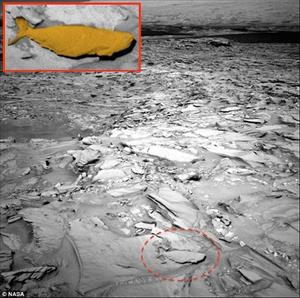 Sửng sốt tranh cãi phát hiện cá sống trên sao Hỏa