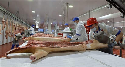 Thêm một nhà sản xuất thịt lợn Nga đưa sản phẩm của mình đến Việt Nam
